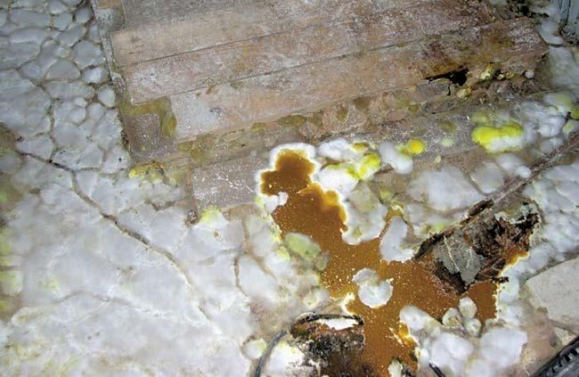 mycelia. Dnes jsou již k dispozici kvalitní alergenové extrakty z alergenů plísní Alternaria a Cladosporium.