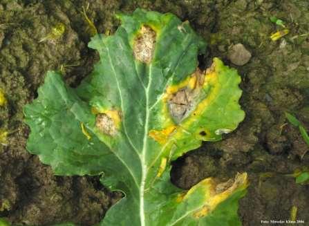 Listová skvrnitost řepky Původce choroby: Cylindrosporium concetricum, pohl.forma: Pyrenopeziza brassicae Bílá skvrnitost řepky Vývojový cyklus a šíření Houba přežívá na posklizňových zbytcích.