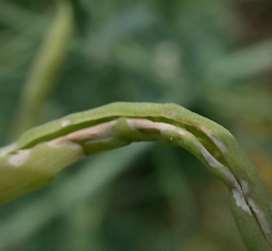 Šešule praskají a otevírají se. Po opuštění šešulí v půdě se zakuklí v kokonu v hloubce do 5 cm.