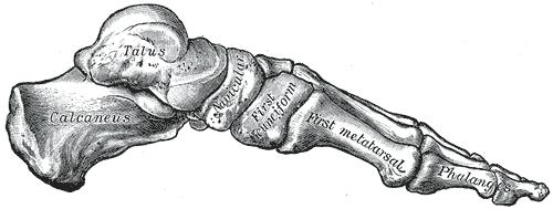 2.1 Anatomie a vývojová kineziologie Noha je koncovou částí dolní končetiny, navazuje na bérec. Skládá se z 26 kostí, 33 kloubů a 107 vazů.