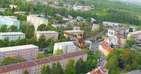 červenec 2017 ZAJÍMAVOSTI Na komíně řetenické sklárny hnízdí vzácní sokoli Sokol stěhovavý je kriticky ohrožený dravec.