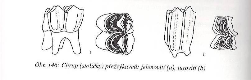 dvojité půlměsíce, selenodontní, diastema žaludek vs nonruminantia