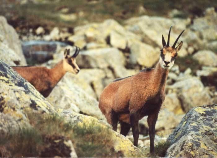 čeleď: turovití (Bovidae) kamzík horský (Rupicapra