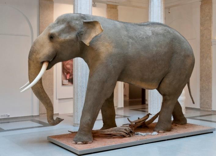 SLEZSKÉ ZEMSKÉ MUZEUM SE PŘIPOJILO K MEMORANDU VYDANÉMU U PŘÍLEŽITOSTI 100. VÝROČÍ VZNIKU ČESKOSLOVENSKA Ředitelka Slezského zemského muzea, Jana Horáková, při podpisu memoranda. Foto: Archiv SZM.