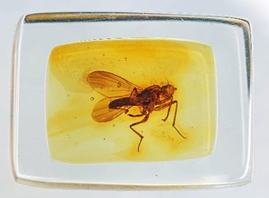 Holotyp Acartophthalmites clusioides Získáno koupí Entomologická oborová část sbírky Preparát jantarové inkluse holotypu adjustované v umělé pryskyřici. Velikost asi 13x10x5 mm.