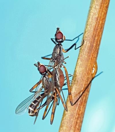 let) byl zakoupen do entomologické kolekce sbírky Slezského zemského muzea.
