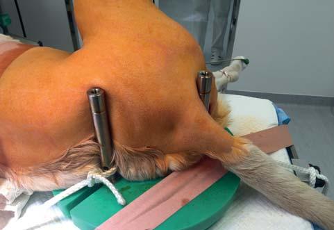 protézou u prvních čtrnácti pacientů operovaných touto metodou na Animal Clinic.