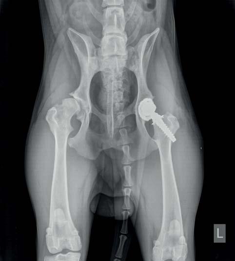 V období 10/2014 4/2017 bylo na Animal Clinic provedeno 14 THR pomocí bezcementového systému Helica TPS.