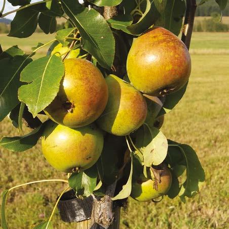 p.s. ZŠ Hustopeče, Komenského Krajský úřad Jihomoravského kraje Tierra Verde Agrisen s.r.o. BIOVIVA s.r.o. Ústřední kontrolní a zkušební ústav zemědělský Bioinstitut o.