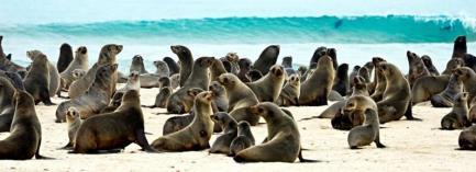 20. LEDNA 2019 - NEDĚLE: SWAKOPMUND - SKELETON COAST PARK V krátkosti se dnes seznámíme s dalším namibijským skvostem Skeleton Coast Park.