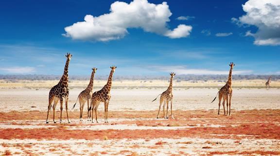 Za výzkumnou pouštní stanicí Gobabeb Desert se opět přiblížíme k dunám a k pobřeží u Conception Bay. Vznášejíce se nad pobřeží dorazíme k vraku lodi Eduard Bohlen, která zde ztroskotala v roce 1909.