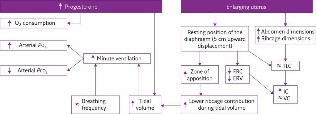 Flow diagram summarising the most important effects of biochemical (left) and mechanical (right) pregnancy-induced factors on pulmonary