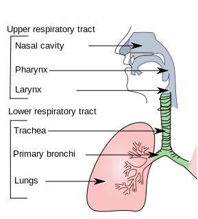 Chronické respirační onemocnění Chronická rhinitis /sinusitis