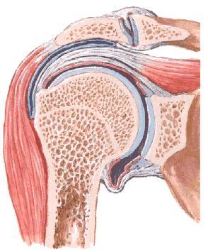 Labrum articulare (kloubní lem)