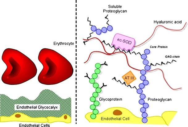 Příklad: Glykokalix na povrchu endotelových buněk