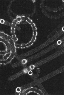 fykobiliprotein /fykocyanin, fykoerytrin, xantin/ -pevná mnohovrstevná buněčná stěna,