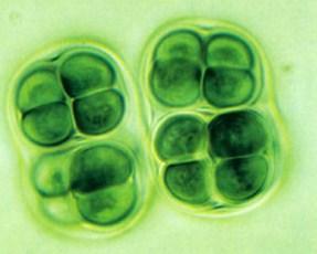 množí se dělením, vzácněji exosporami Chroococcus jednoduchá n.