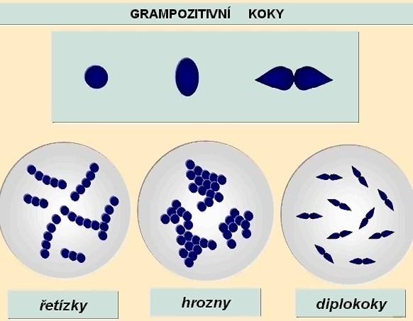 Odd. Bacteria (Eubacteria) bakterie autotrofní (fotolitotrofní, chemolitotrofní) heterotrofní