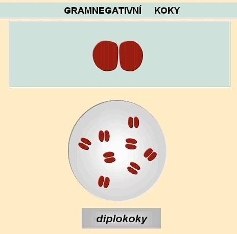 fermentující b. (klostridie, spirochety, mykoplazmata, lakrobacily) Velikost bakterií Tyčinkovité b.