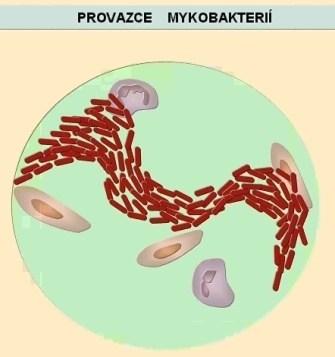 Základní tvary bakteriálních buněk - pokrač.