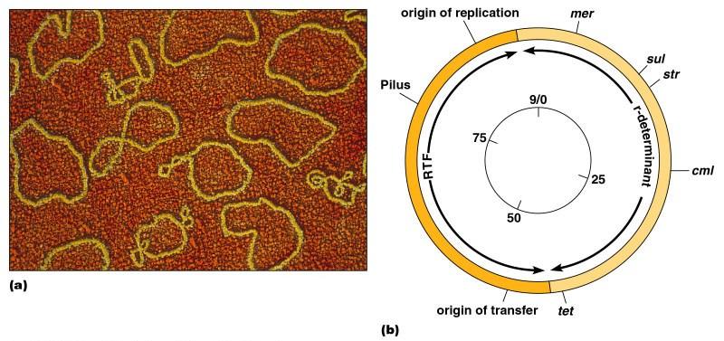 Nukleoid -1 molekula DNA - chromozóm bakterií -10% objemu buňky, v jaderné oblasti -není od cytoplazmy ohraničen membránou -nedělí