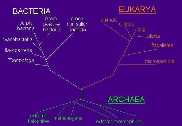 Evoluce prokaryot a eukaryot (porovnání sekvencí 16S