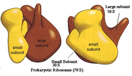 Cytoplazma -globulární bílkoviny -RNA, aminokyseliny, nukleotidy -soli organických kyselin -biosyntetické pochody aminokyselin, nukleotidů, polysacharidů, DNA, RNA Ribozómy -volně v cytoplazmě, 70 S