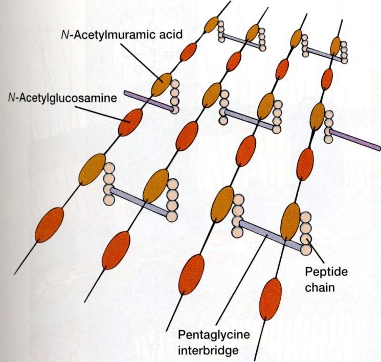 Základní složka peptidoglykan /mukopeptid/ - kostra (N-acetylglukosamin + k.