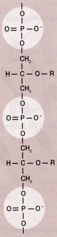-peptidoglykan -teichoová