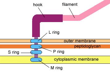 Bičíky (flagella) Funkce - pohyb -tloušťka 0,01-0,02 μm délka 3-12 μm -není u koků -pohyb vzniká otáčením (jako lodní šroub) spirily 40-60 ot./m Vibrio cholerae až 200 ot.