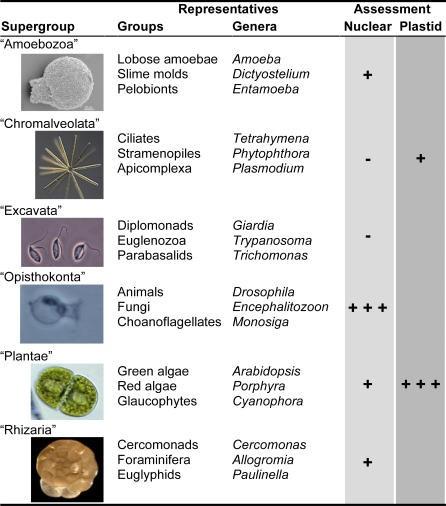 Summary of Eukaryotic Supergroups Assessment based on analysis of molecular genealogies. +++, well supported; +, some support;, support missing or very limited.