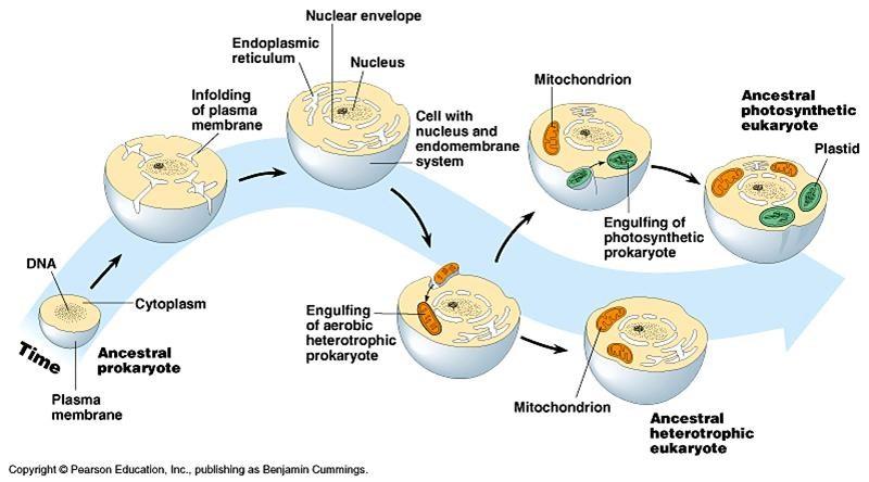 VZNIK EUKARYOT - ENDOSYMBIÓZA mitochondrie chloroplasty