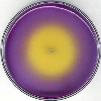 Penicillium subgen.