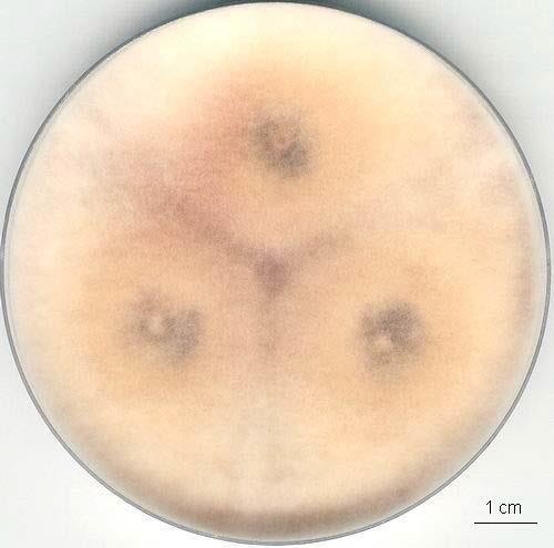 Fusarium culmorum velmi rychle rostoucí bez mikrokonídií