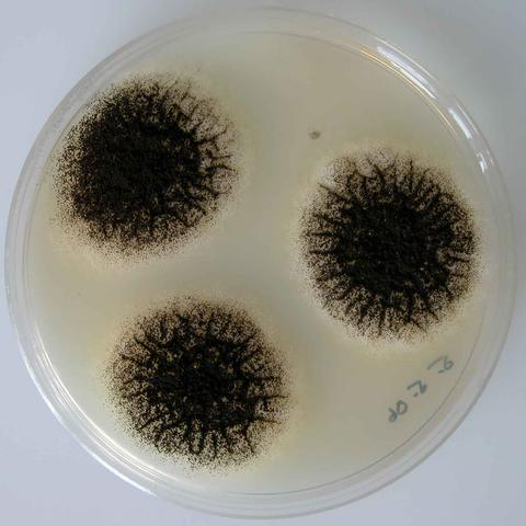 Aspergillus niger komplex rychlý růst, černé, zrnité kolonie častá difúze žlutého pigmentu (do SAB) druhy A. phoenicis a A.