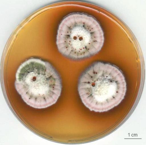 Aspergillus versicolor pomalý růst kolonií, bělavé, pak zelené, často s oranžovým nebo narůžovělým myceliem,