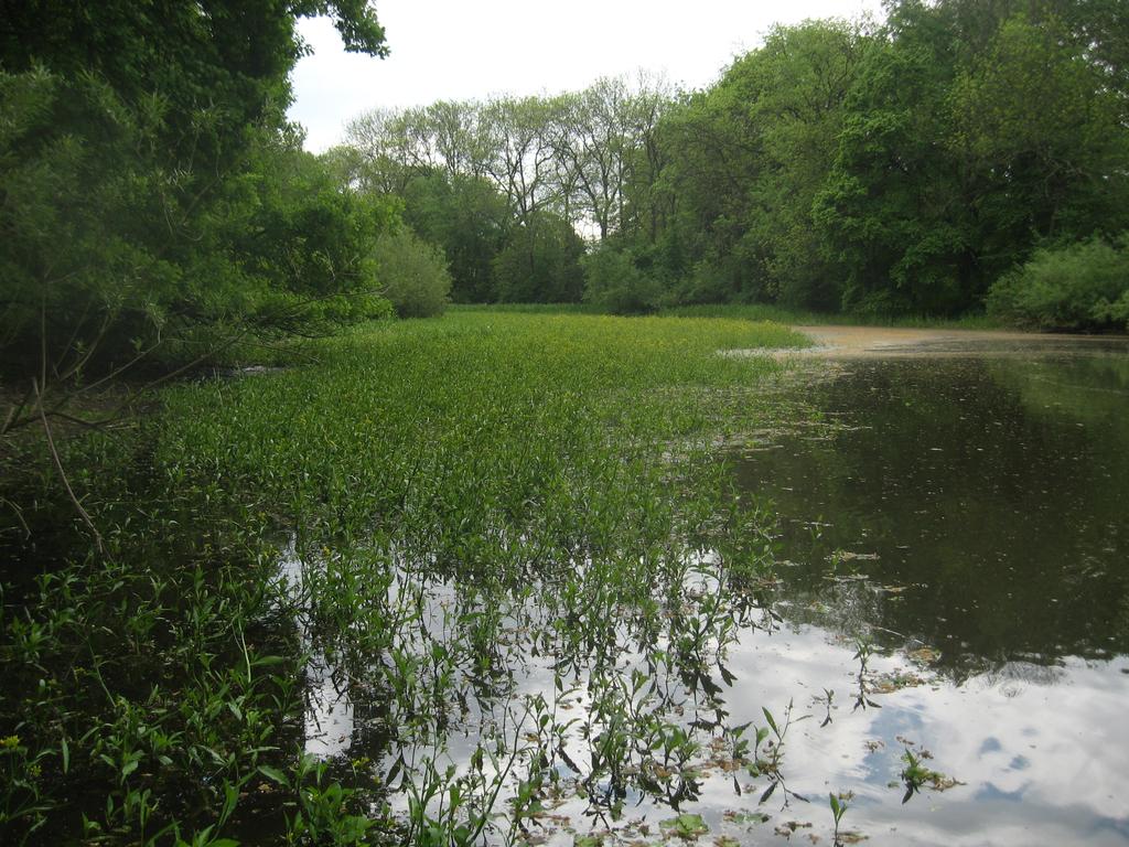 Obr. 2. Rameno v PP Tůň u Hrobic (lok. č. 5). Fig. 2. An oxbow in the Tůň u Hrobic Nature Monument (site No. 5). tectus, Stagnicola corvus, Planorbis planorbis a Planorbarius corneus, méně jsou zastoupeny druhy eurytopní (např.