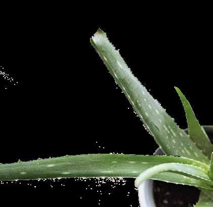 Aloe Vera pro smíšenou pleť SOFT CLEANSING GEL Jemný čisticí gel SOFT CLEANSING MILK Jemné čisticí mléko