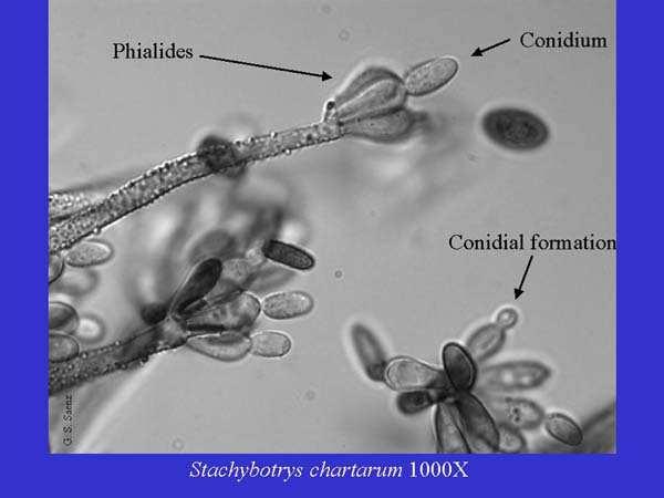 Mykotoxiny - přehled Stachybotryotoxikóza - postihuje především domácí zvířata konzumující kontaminované seno nebo