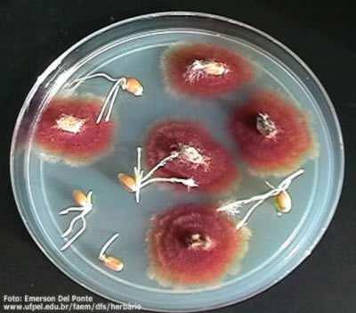 Mykotoxiny - přehled Deoxynivalenol (DON) trichotecenový mykotoxin produkovám druhy rodu Fusarium společně s T-2 toxinem nejvíce frekventovaným mykotoxinem v krmivech zdrojem obiloviny obecné