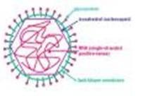 Virus zarděnek