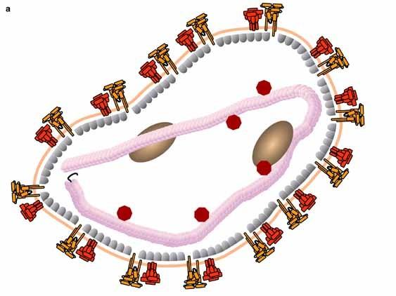 Virus spalniček http://vietsciences.