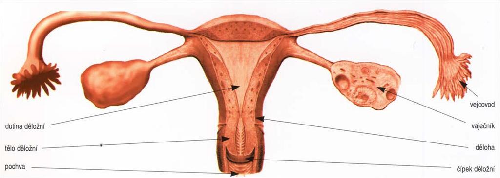Obrázky Obrázek B 1: Ženské vnitřní pohlavní