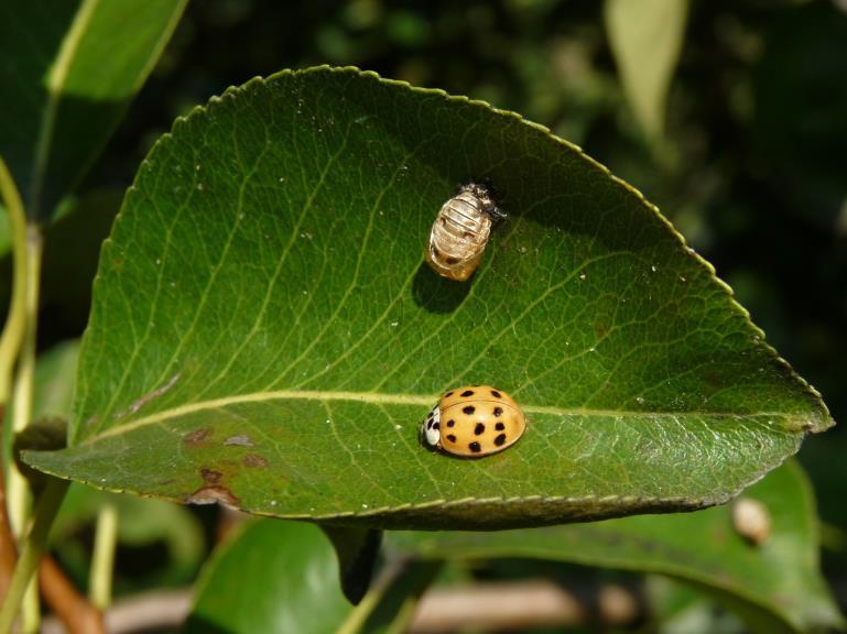 Larvy procházejí čtyřmi instary. Larvy prvního instaru měří v rozmezí od 1,9 do 2,1 mm, ve čtvrtém instaru 7,5 až 10,7 mm. Tělo je pokryto mnoha výběžky.