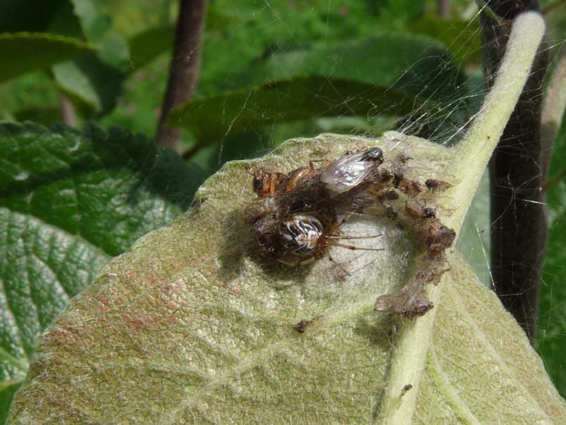 4.5 Pavouci (Araneae) Pavouci jsou v ovocných sadech, stejně jako v dalších typech agroekosystémů, nejpočetnější skupinou predátorů.