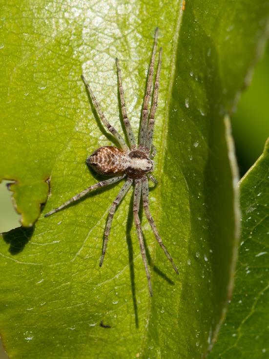 Listovníkovití (Philodromidae) Středně velcí pavouci, samci bývají o něco málo menší, především mají kratší a štíhlejší zadeček než samice.