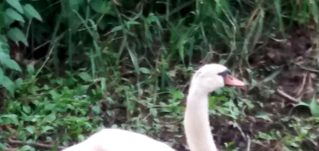 V pátek 21.7.2017 se na rybníku objevila labuť další. Ta však sebou přinesla mnoho rozpolcených názorů.