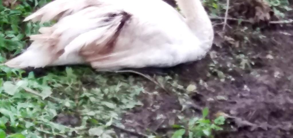 Zpráva o jejím špatném zdravotním stavu ke mně doputovala v sobotu večer, ale labuť už nikde nebyla k nalezení. Až v úterý jsem se dozvěděla, že byla odnesena k potoku u rybníka.