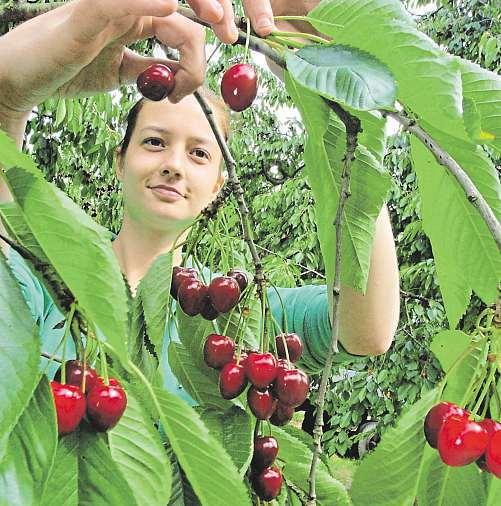 28 23. června 2017 Česká republika Shánělovoce, pak vymyslel on-linetržiště David Bambušek zrožnova pod Radhoštěm přišel sprojektem FruitRadar.