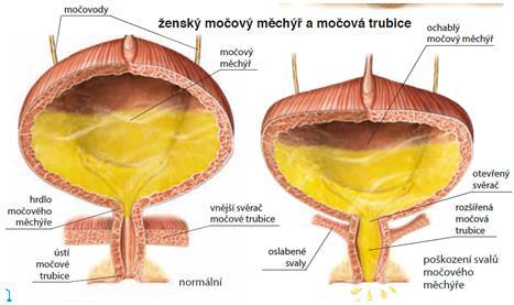 Funkce močového měchýře Shromažďování moči Vyprazdňování Kapacita